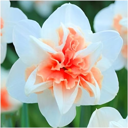 Zwiebeln Narzissen Narcissus Osterglocken Onion Knolle Zwiebeln Farbe Rosa Pink Gelb MIX White Sorte zur Auswahl Winterhart Mix 5 10 20 Stk. (Rosa Replete 10 Stk.)