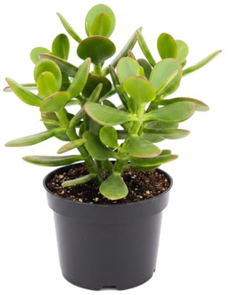 Planta de Jade Natural DECOALIVE Crassula Ovata, Maceta de 12 cm y Altura 20 cm