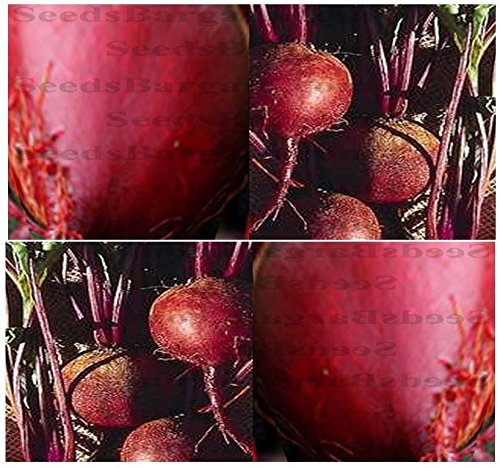 (50) semi RED ACE Beets - RARE GRANDE rendimenti DOLCE & TENDER