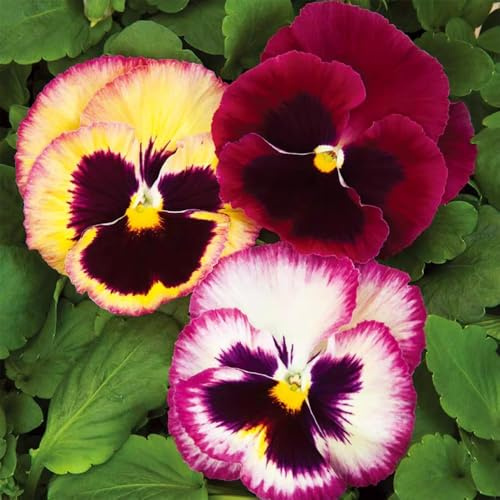 semillas de pensamiento semillas cobertura del suelo resistentes exóticas de jardín comprar cama elevada prado perennes resistentes 50pcs