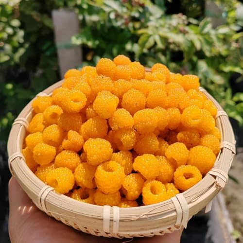 semillas de frambuesa - corativas jardín interior 50pcs