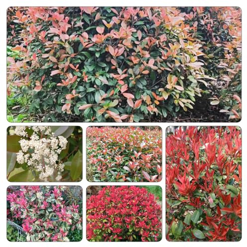 Photinia red robin - balcone estivi semi di decorazione giardino di resistenti 400pcs