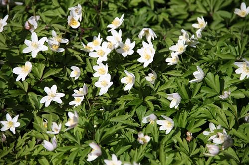 WASSERPFLANZEN WOLFF ~ Anemone nemorosa - Buschwindröschen, weiß - QUALITÄTSSTAUDE im 9er Topf - winterhart