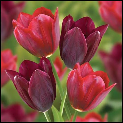 wptung Tulpenzwiebeln，Tulpen Zwiebeln，Tulpenzwiebeln Winterhart MehrjäHrig，Tulpenzwiebeln MehrjäHrig Winterhart, Tulpenzwiebeln MehrjäHrig-3 Zwiebeln-D