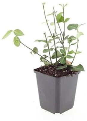 Bodendecker - Purpur-Kriechspindel - Euonymus fortunei 'Coloratus' - 9cm Topf - Set mit 6 Pflanzen