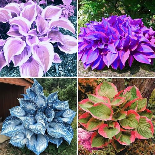 Winterharte Hosta - Funker mit stabilen Wurzeln | Hochwertig-6 Hosta knolle-I