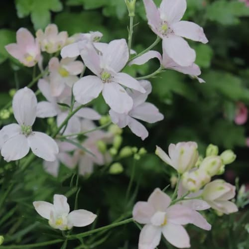 semi resistenti di delphinium per luoghi soleggiati, aiuole rialzate di delphinium ornamentali, decorazione, selvatici 350pcs