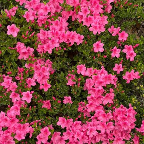 semi di rododendro, azalea resistente, rare decorazione del giardino esterno esotiche biologici 25pcs