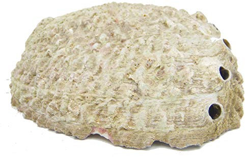 osters muschel-sammler-shop Räuchermuschel Abalone │ Seifenschale │ Räucherschale │ Deko-Vorschlag