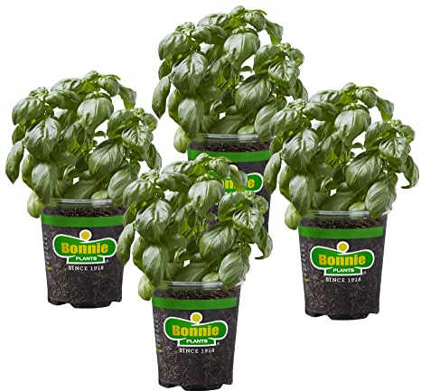 Bonnie Plants Sweet Basil Live Herb Plants - 4 Pack, Warm Season Annual, Italian & Asian Dishes