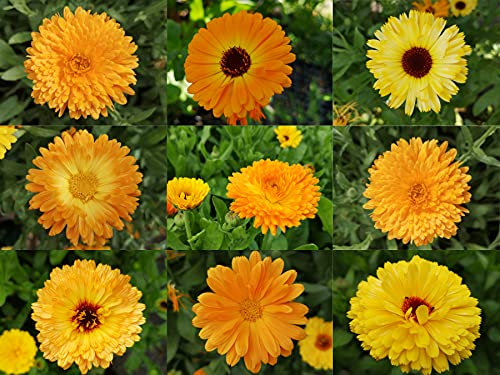 deutsche Ringelblumen Samen von gelb bis orangene Blüten, lat. Calendula, bienenfreundliche Heilpflanze mit gefüllter Blüte (500 Samen)