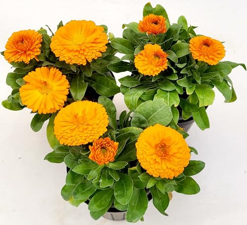 POWERS TO FLOWERS - CALENDULA ARANCIO, 3 PIANTE, VASO 14CM, piante vere