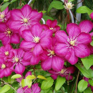 Clematis 'Ville de Lyon' - Kletterpflanze für den Garten