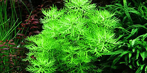 Wasserfeder - Wasserprimel/Hottonia Palustris - Aquarium-Pflanze, 1 Bund