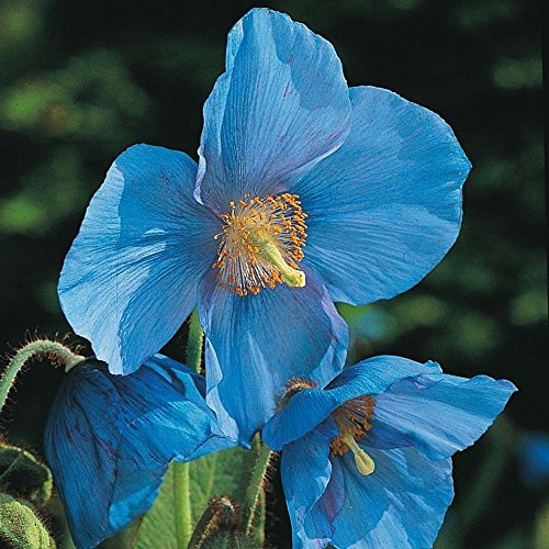 Meconopsis Grandis Blauer Mohn:Packung mit 100 Stück