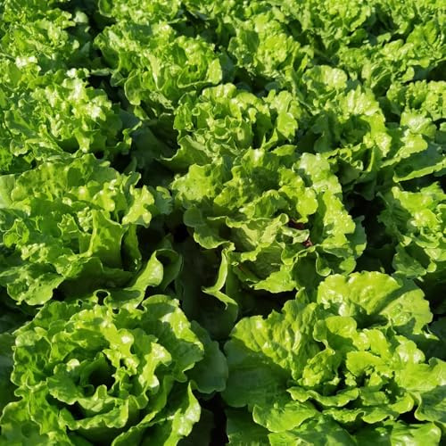Pflücksalat, winterharte für garten SalatSamen, salatsamen kopfsalat alte gemüsesorten salatpflanzen pflücksalat gemüsesamen alte sorten 500Samen