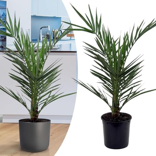 Happy Plants Phoenix Canariensis kanarische Dattelpalme I 75 cm x ⌀ 15 cm, exotische Pflanzen Palme winterhart ganzjährig, Zimmerpflanze Kübelpflanze Gartenpflanze, frisch aus unserer Gärtnerei