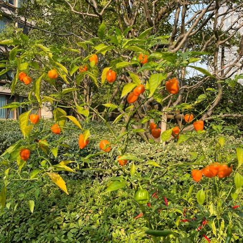 Comprar semillas de habanero exóticas resistentes, decoración de jardín para exterior, chile Las de jardín perennes resistentes, 30pcs