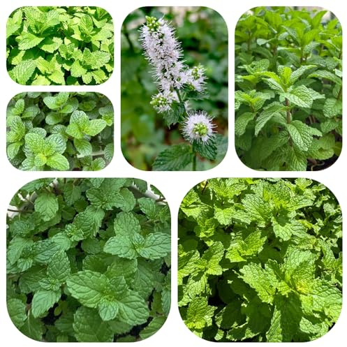 semillas de menta verde, menta marroquí, interior, variedades antiguas invernadero jardín resistente jardín rocas al 600pcs
