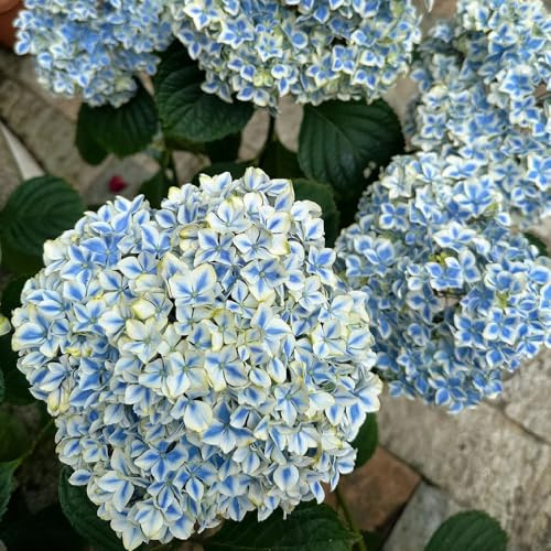 semi di ortensia, varietà antiche biologiche resistenti raro balcone 3pcs