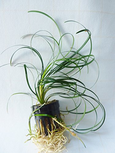 Fish Around Aquarium Live Plant Fountain Plant