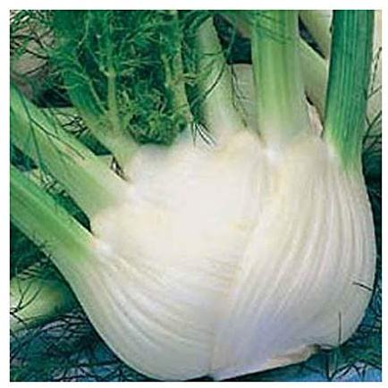 FINOCCHIO GIGANTE DI NAPOLI NR.300 SEMI