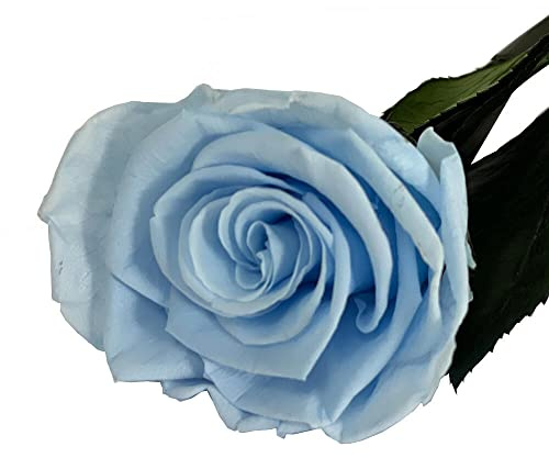 Mundo Eterno Rosa Eterna Preservada 35cm Azul Claro