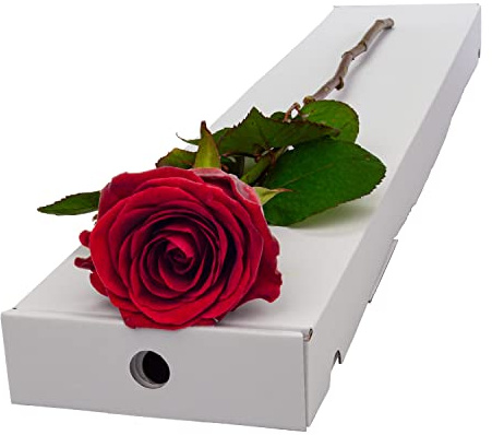 Single Red Rose presented in a Letterbox Friendly Box | Order by 3pm Mon-Fri for Next-Day Service, Name a Rose Gift, No Need To Be In, Silk Bow, Water Vial, Rose Food