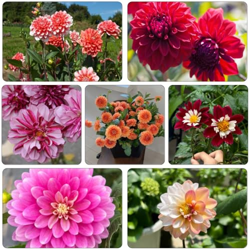 dahlien balkonpflanze wildblumen balkonblumen blumensamen wohnzimmer deko kräutersamen dachbegrünung schattenpflanzen garten winterhart gartenblumen mehrjährig winterhart 300samen