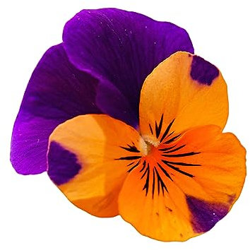Bedding Plants, 'Purple and Orange', 20 x Full Plants, Pansy Plants, Garden Flowers, Pansies, Garden Ready and Ready to Plant, Premium Quality Flowers