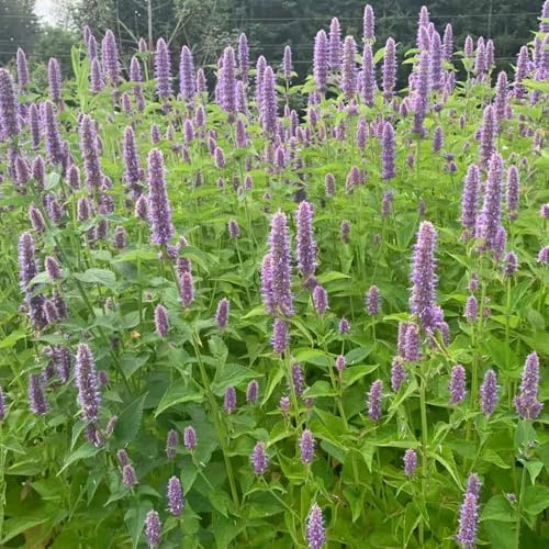 semi di ortica profumata - esterni decorazione pascolo resistenti perenni copertura del 300pcs