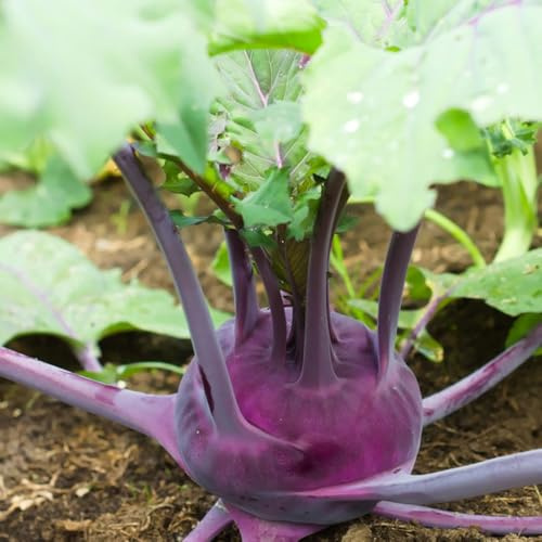 semi di cavolo rapa resistenti - esotico perenni rare decorazioni da giardino per esterni balcone 20pcs
