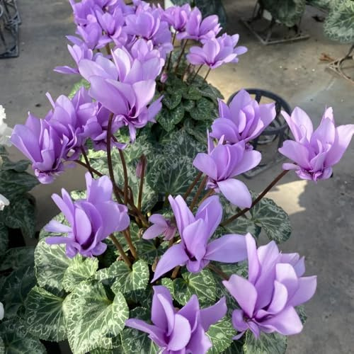 Alpenveilchen, herbstblumen winterhart Cyclamen persicum, gartenpflanzen blumenwiese mehrjährig 150Samen