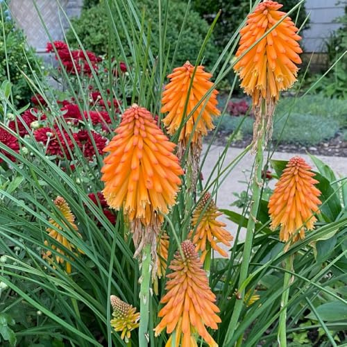 semi di giglio torciaresistente - per decorative, resistenti biologici da balcone 100pcs