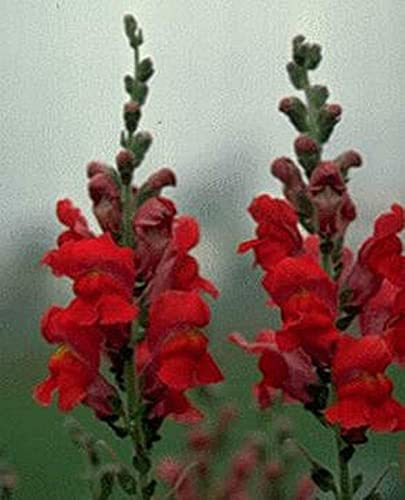 Snapdragon Rocket Red Annual Seeds