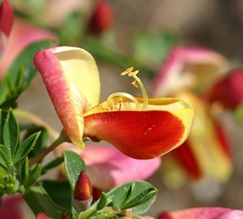 Cytisus scoparius Goldfinch - Ginster Goldfinch - 40-60