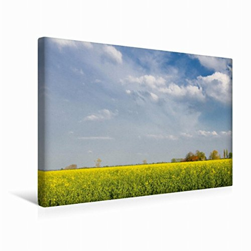 Premium Textil-Leinwand 45 x 30 cm Quer-Format Raps up Polder | Wandbild, HD-Bild auf Keilrahmen, Fertigbild auf hochwertigem Vlies, Leinwanddruck von Jan Roskamp