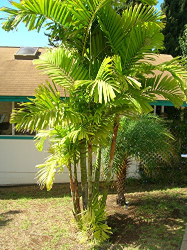 MacArthur Palme - Ptychosperma macarthurii - 20 Frische Samen