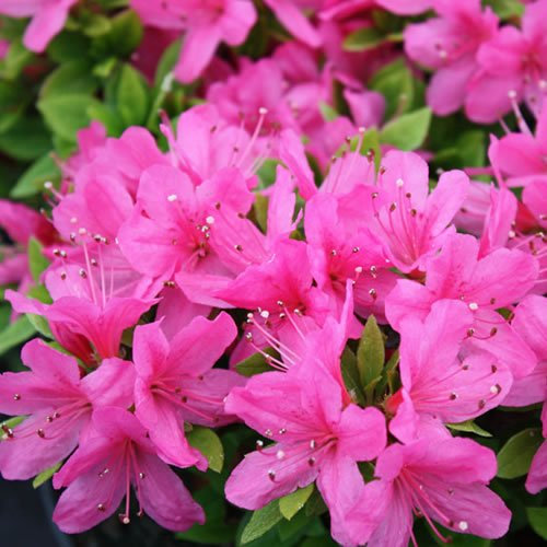 1 X AZALEA 'GEISHA PINK' JAPANISCHER IMMERGRÜNER STRAUCH ROBUSTE PFLANZE IM TOPF