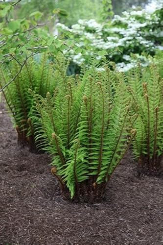 Plant Theory 2L Pot Alpine Wood Fern Dryopteris Wallichiana Hardy Outdoor Ferns Jungle Plant Trunks