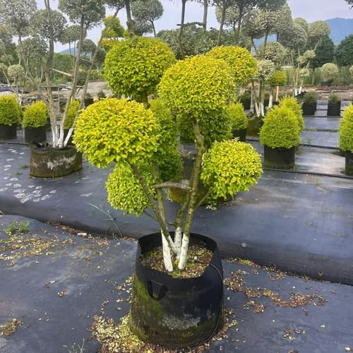 siepe di ligustro in vaso, esterno, balcone Decorazioni giardino resistenti per il soggiorno d'appartamento purificatrici d'aria ver appartamento 100semi