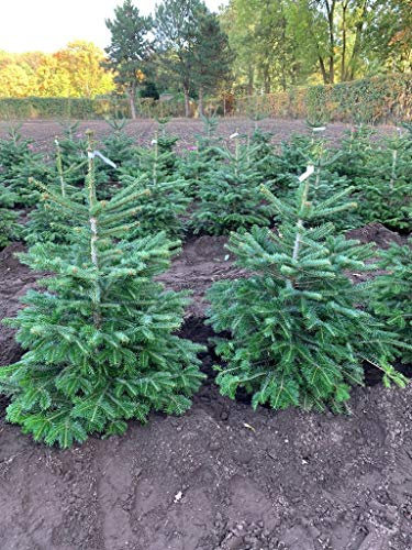 GARTEN SCHLÜTER® Nordmann-Tanne - Abies nordmanniana - Topf - 10 Liter | Im gewachsen - In unterschiedlichen Liefergrößen - Der nachhaltige Weihnachtsbaum