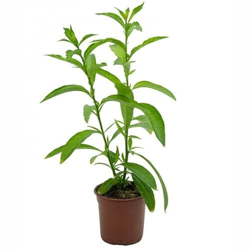 Galán de Noche Natural la Planta que Llenará de Aromas tu Jardín Nocturno
