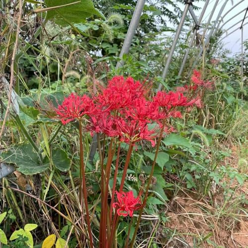 2 piezas bulbos de sangre - de bulbos lirio araña, resistentes al exterior, acónito invierno cobertura