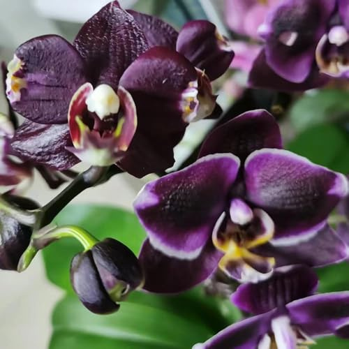 semillas de orquídeas - orquídeas de interior silvestres exóticas jardín semillas para balcón 200pcs