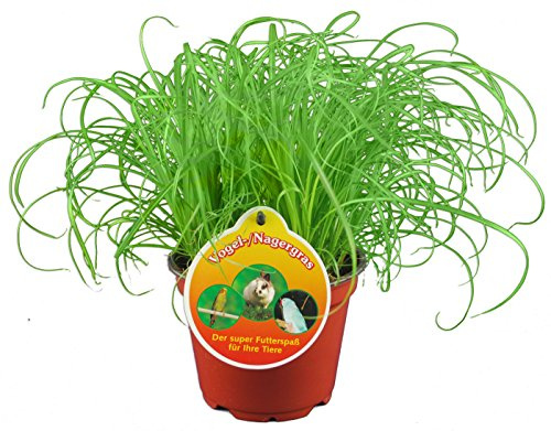 Vogelgras, Katzengras & Nagergras - Cyperus Gras 6 Stück