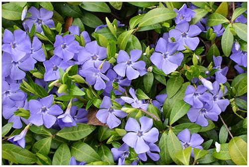 Stauden Gänge 10 x Vinca minor 'Blau' Immergrün winterhart | Kleines Immergrün – winterharter, immergrüner Bodendecker für Sonne bis Schatten, mehrjährig, 9x9 cm Topf