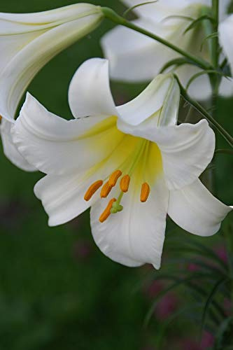 5 X Lilium Regale Album - Giglio Regale Album - Calibro Superiore (5)