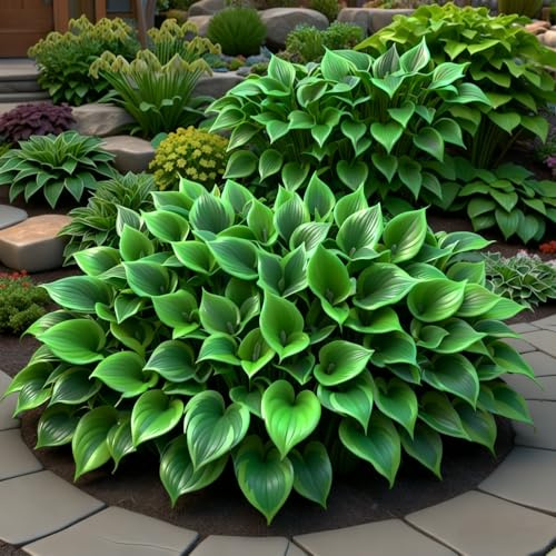 Rizoma hosta/hosta bonsai-Facile da coltivare e richiede poca manutenzione-4 Rhizome-B