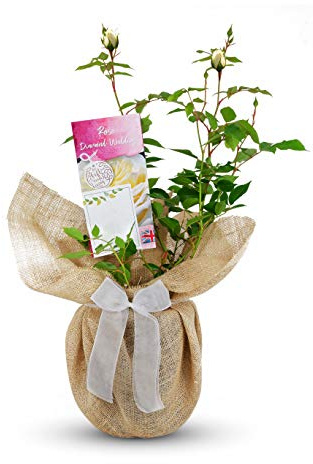 Carbeth Plants Diamond Wedding Gift Wrapped Anniversary Rose Bush in 3L Pot